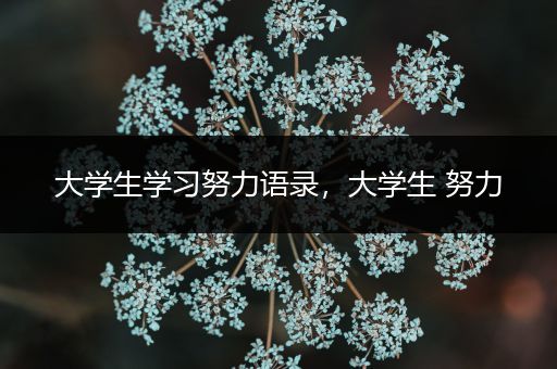 大学生学习努力语录，大学生 努力
