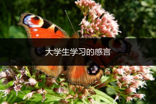大学生学习的感言
