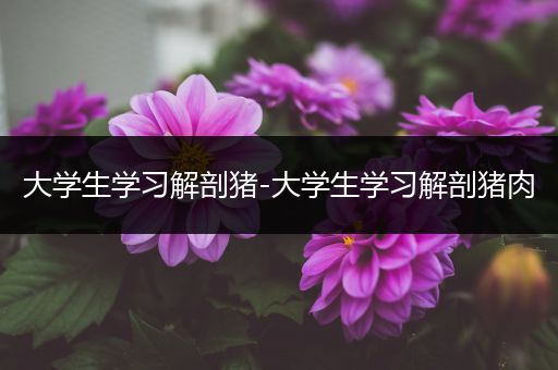 大学生学习解剖猪-大学生学习解剖猪肉