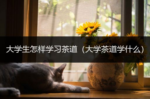 大学生怎样学习茶道（大学茶道学什么）