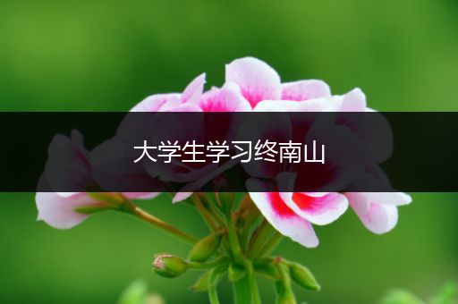 大学生学习终南山