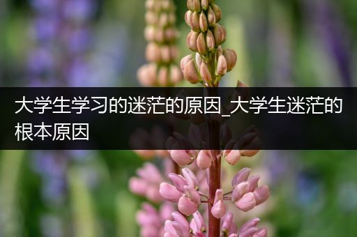 大学生学习的迷茫的原因_大学生迷茫的根本原因