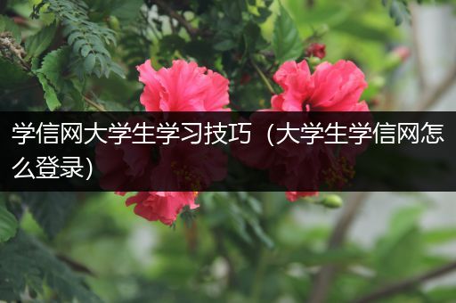 学信网大学生学习技巧（大学生学信网怎么登录）