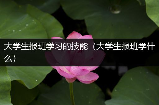 大学生报班学习的技能（大学生报班学什么）