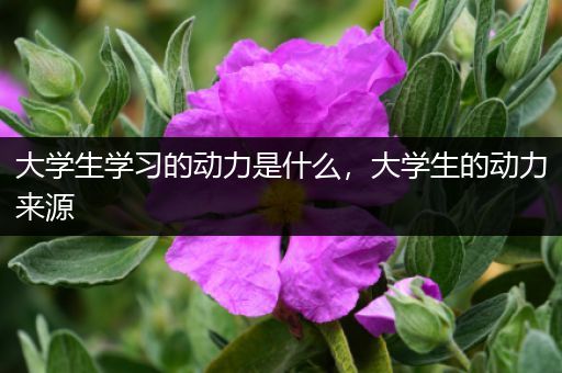 大学生学习的动力是什么，大学生的动力来源