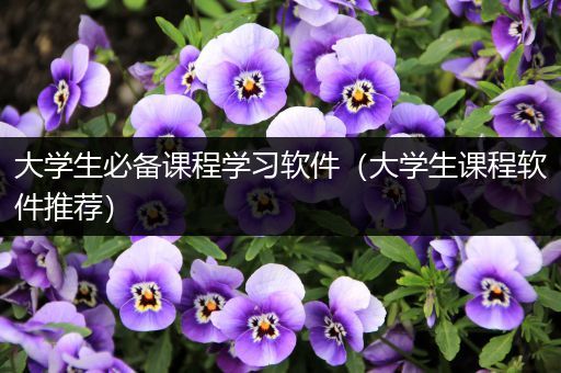 大学生必备课程学习软件（大学生课程软件推荐）