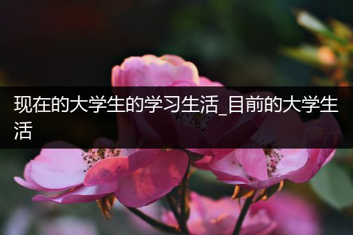 现在的大学生的学习生活_目前的大学生活
